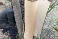 杜仲在鹵水作用