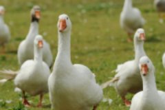 鐵鍋燉大鵝做法及香料配方