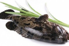 紅燒石斑魚的做法