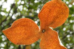 陳皮用作鹵料質量如何鑒別制作九制陳皮為什么一定要加入甘草？