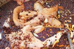 鹵菜的腌制技巧