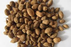 鹵菜香料香砂和砂仁的區別和用法