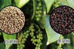 白胡椒和黑胡椒的區別