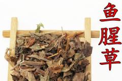 香料魚腥草的功效與作用