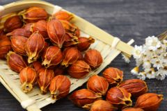 黃梔子上色好嗎？