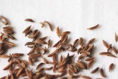 鹵菜香料藏茴香的使用