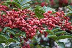 鹵菜花椒的功效與作用