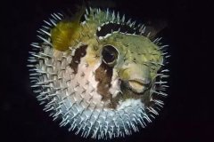 什么是刺龜魚一種能殺死巨鯊的魚竟然可以這么吃！