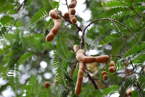 東南亞香料酸角
