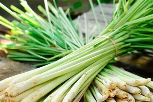 東南亞香料香茅草