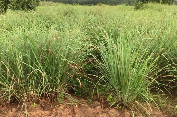 東南亞香料香茅草