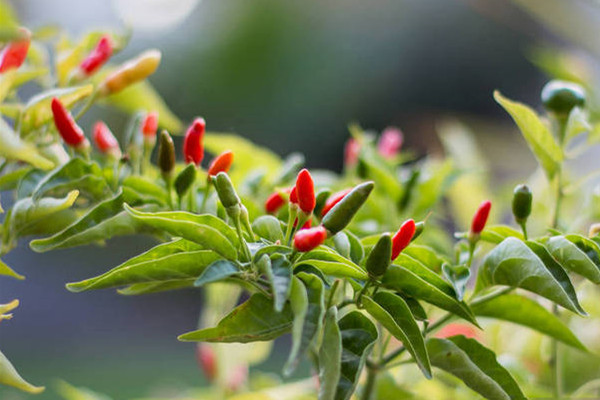 東南亞香料鳥眼辣椒