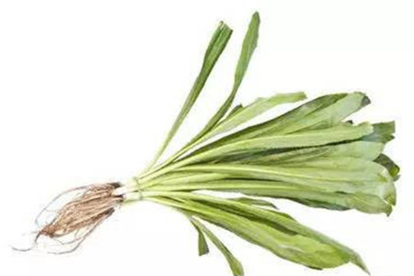 東南亞香料長芫荽