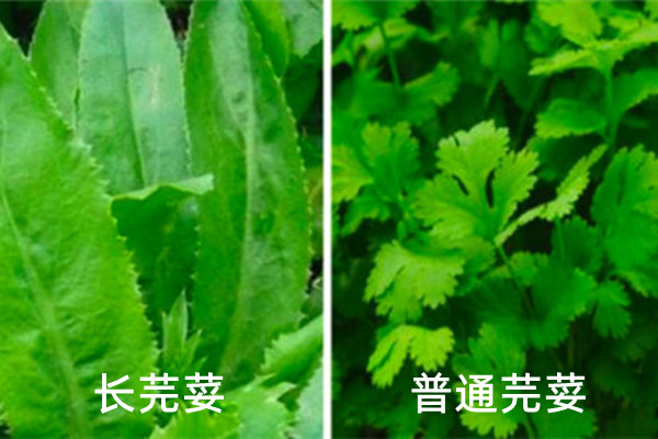 東南亞香料芫荽