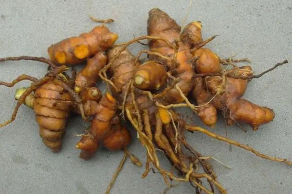 東南亞香料黃姜